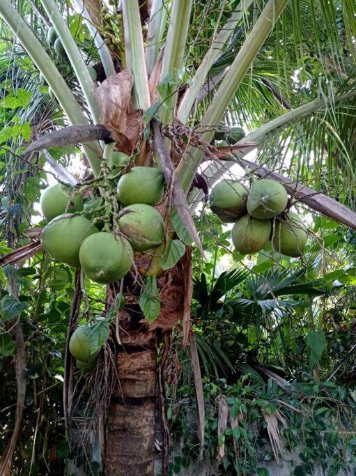 Green Papaya Villa Puerto Viejo de Talamanca Ngoại thất bức ảnh