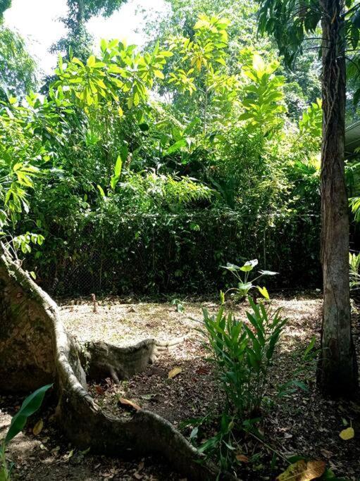 Green Papaya Villa Puerto Viejo de Talamanca Ngoại thất bức ảnh